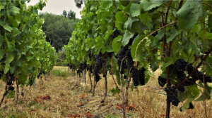 vineyard 1